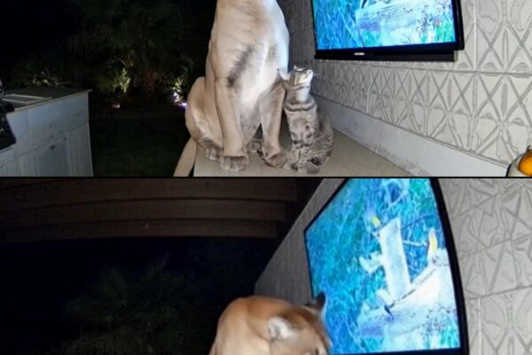 When the Wild Came Home — A Mountain Lion and a House Cat Share a Moment of Peace